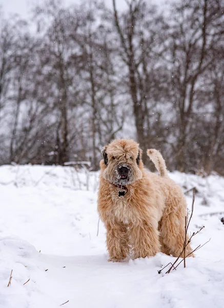 Perro Rojo Esponjoso Terrier Irlandés Trigo Capa Blanda Encuentra Claro —  Fotos de Stock