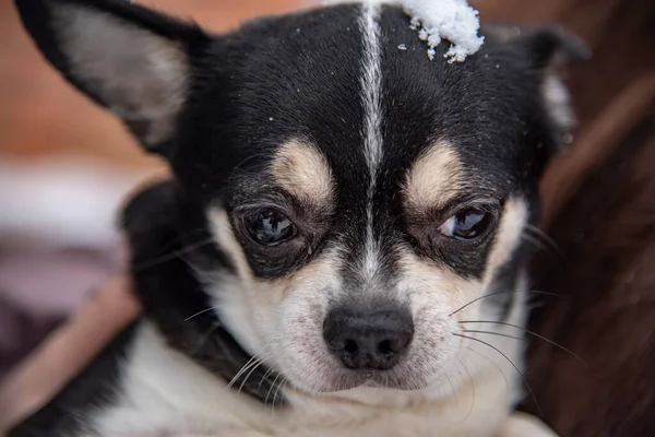 Retrato de un pequeño perro blanco y negro en un día nublado de invierno en manos del propietario. —  Fotos de Stock