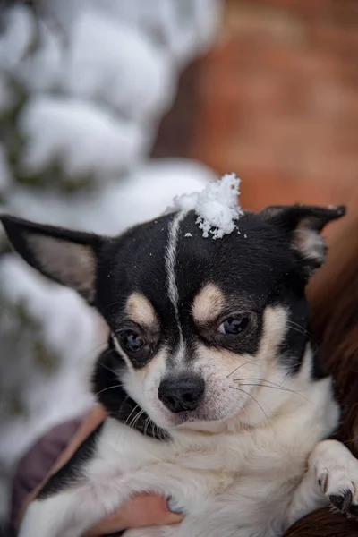 Πορτρέτο ενός μικρού μαύρου και λευκού σκύλου σε μια συννεφιασμένη χειμωνιάτικη μέρα στα χέρια του ιδιοκτήτη. — Φωτογραφία Αρχείου