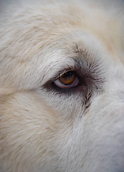 Retrato de un perro blanco grande en un día nublado de invierno. — Foto de Stock