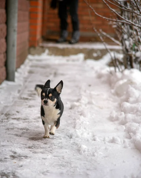 Pequeño Perro Blanco Negro Chihuahua Corre Por Nieve Fresca Día —  Fotos de Stock