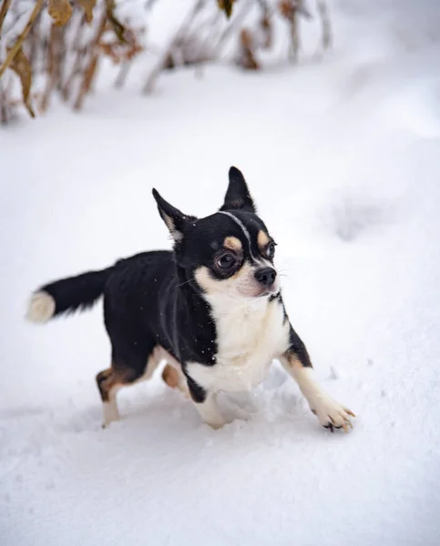 Pequeño Perro Blanco Negro Chihuahua Corre Por Nieve Fresca Día —  Fotos de Stock