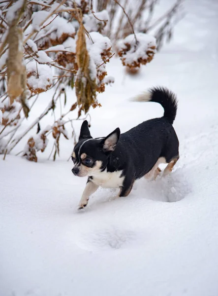 Pequeño Perro Blanco Negro Chihuahua Corre Por Nieve Fresca Día —  Fotos de Stock