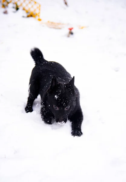 Retrato Perro Negro Schipperke Sobre Fondo Nieve Blanca —  Fotos de Stock