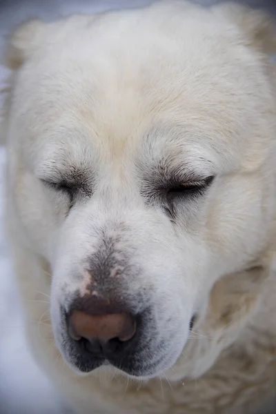 Retrato de un perro blanco grande en un día nublado de invierno. — Foto de Stock