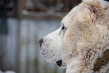 Bulutlu bir kış gününde büyük beyaz bir köpeğin portresi..