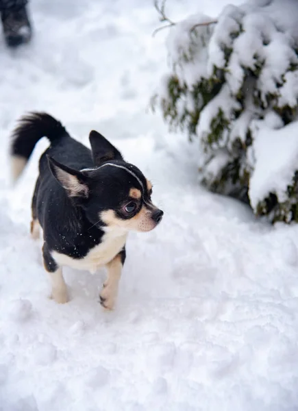 Un pequeño perro blanco y negro corre a través de la nieve fresca en un día nublado de invierno. —  Fotos de Stock