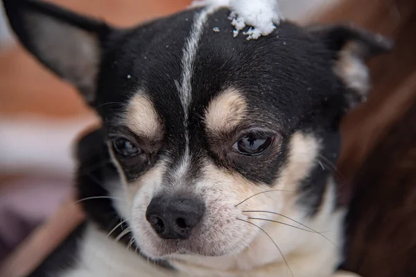Retrato de un pequeño perro blanco y negro en un día nublado de invierno en manos del propietario. —  Fotos de Stock
