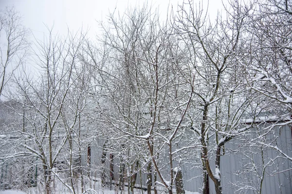 Hóval Borított Csupasz Gyümölcsfák Egy Felhős Téli Napon — Stock Fotó
