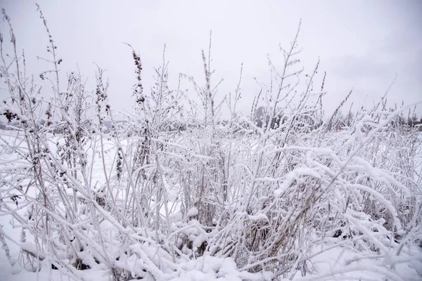 Hóval Borított Száraz Mezőn Egy Felhős Téli Napon — Stock Fotó