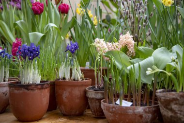 Parlak çiçekli birçok seramik kap bir sırada dizilir..