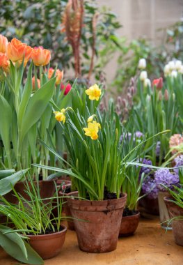 Parlak çiçekli birçok seramik kap bir sırada dizilir..