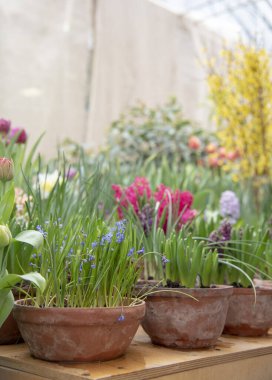 Parlak bahar çiçekleri olan birçok seramik kap bir sırada düzenlenir..