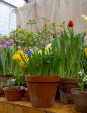 Parlak bahar çiçekleri olan birçok seramik kap bir sırada düzenlenir..
