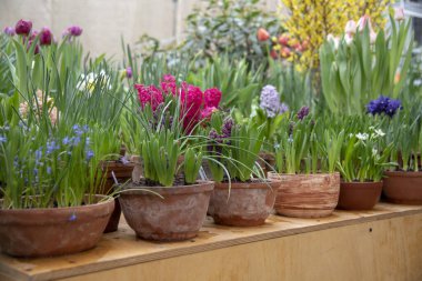 Parlak bahar çiçekleri olan birçok seramik kap bir sırada düzenlenir..