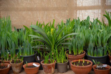 Sıraya dizilmiş saksılarda bahar çiçeklerinin tohumları.