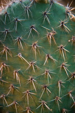Kaktüs dikenlerinin kapatılması. Arka plan olarak tam kare dikenli kaktüs. .