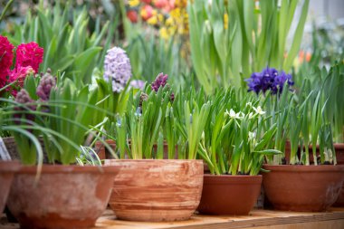 Parlak bahar çiçekleri olan birçok seramik kap bir sırada düzenlenir..