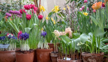 Parlak bahar çiçekleri olan birçok seramik kap bir sırada düzenlenir..