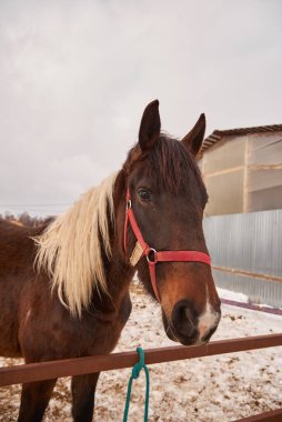 Bulutlu bir bahar günü beyaz yeleli kahverengi bir atın portresi..