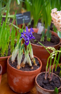 Parlak bahar çiçekleri olan birçok seramik kap bir sırada düzenlenir..