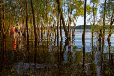 The trees and the sunset are reflected in the water on a summer evening.