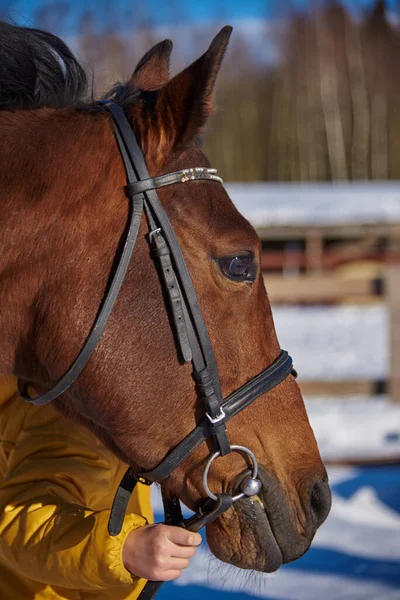 Potret Seekor Kuda Cokelat Dalam Kekang Pada Hari Musim Dingin — Stok Foto