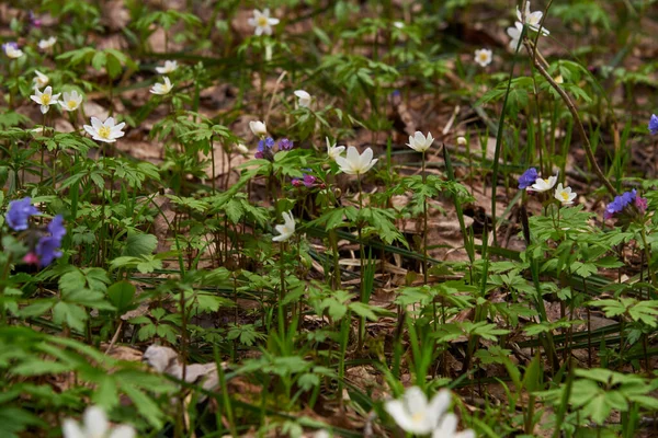 Selektivní soustředění.Mýtina s jasnými jarními květy v lese. — Stock fotografie