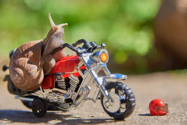 Salyangozların hayatında bir gün bir dizi fotoğraf. Oyuncak bir motosiklette üzüm salyangozu..