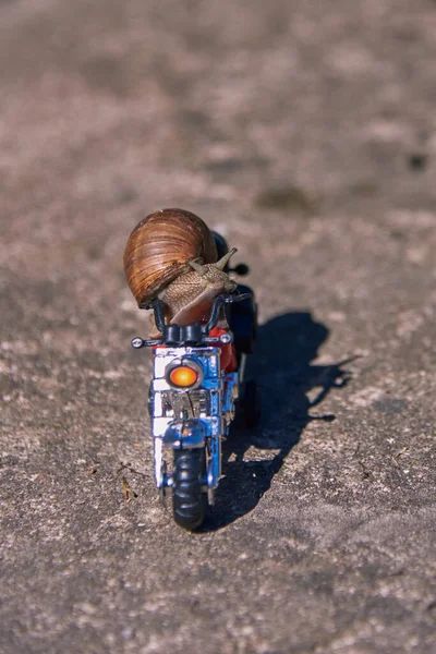 Series Photos One Day Life Snails Grape Snail Toy Motorcycle — Stock Photo, Image