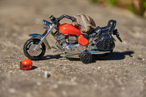 Uma Série Fotos Dia Vida Caracóis Caracol Uva Uma Motocicleta — Fotografia de Stock