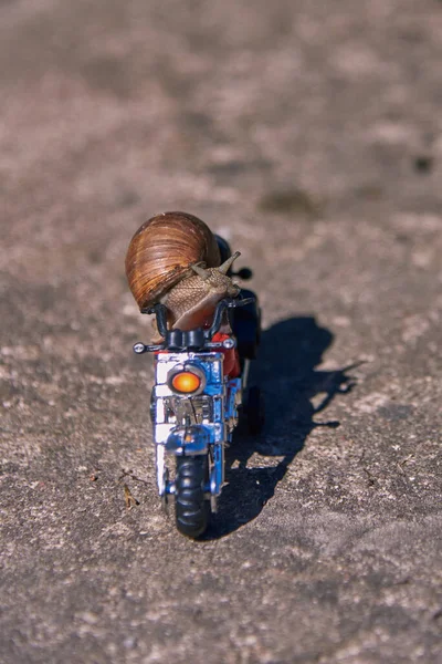 Large Grape Snail Bright Toy Motorcycle Blurred Natural Background Selective — Stock Photo, Image