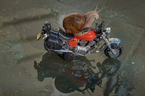 Velký Šnek Hračce Motocyklu Odráží Vodě Slunečného Dne Selektivní Zaměření — Stock fotografie