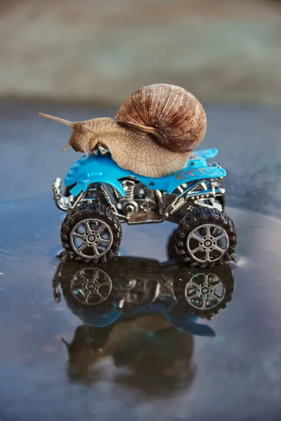 Grande Caracol Brinquedo Azul Atv Refletido Água Dia Ensolarado — Fotografia de Stock