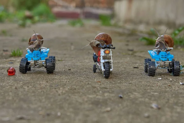 Drie Grote Tuinslakken Zitten Een Speelgoedmotorfiets Quad Fietsen Die Het — Stockfoto