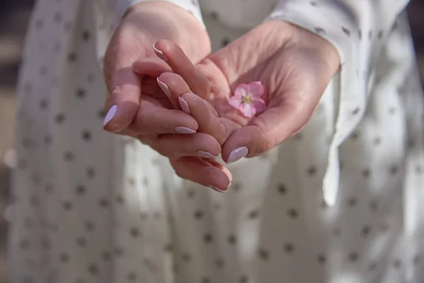 Мягкий Розовый Цветок Вишни Руках Женщины Фоне Светлого Платья — стоковое фото