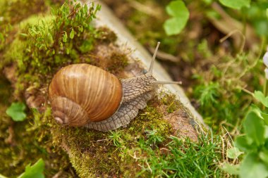 Bulanık bir arka planda, kayanın üzerinde büyük bir bahçe salyangozu..