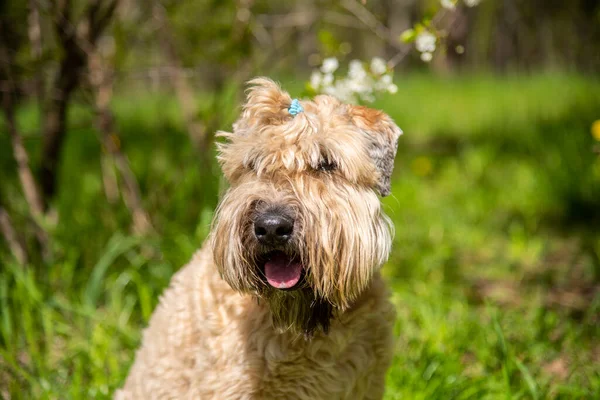 Irish soft coated wheaten terrier. Portrait of a fluffy dog on a background of cherry blossoms.