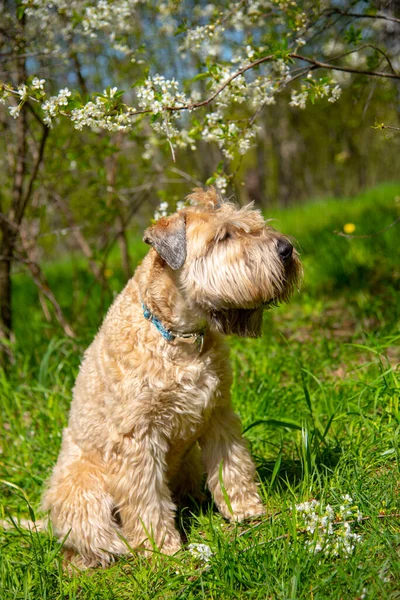 Irish Soft Coated Wheaten Terrier Portrait Fluffy Dog Background Cherry — Stock Photo, Image