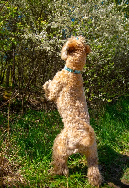 Irish soft coated wheaten terrier. A fluffy dog stands on its hind legs and sniffs the cherry tree flowers.