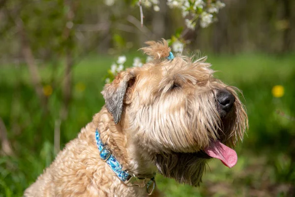 Irish soft coated wheaten terrier. Portrait of a fluffy dog on a background of cherry blossoms.