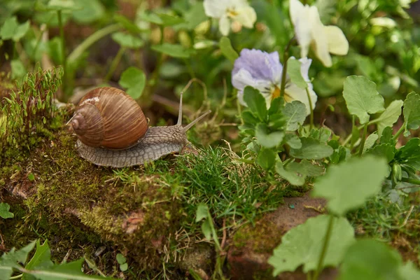 Grande Chiocciola Giardino Pietra Sfondo Sfocato — Foto Stock