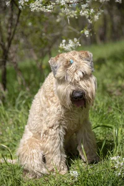 Terrier Trigo Revestido Macio Irlandês Retrato Cão Fofo Contexto Flores — Fotografia de Stock