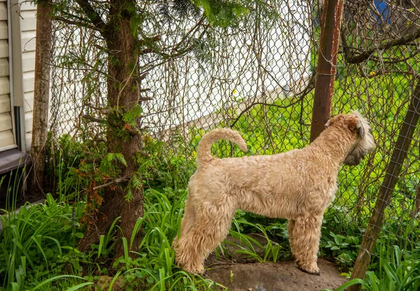 Irish soft coated wheaten terrier. A furry dog watches intently over the fence.