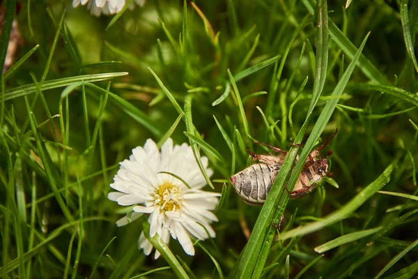 Květnový Brouk Křupavý Sedí Husté Zelené Trávě Životnost Hmyzu — Stock fotografie