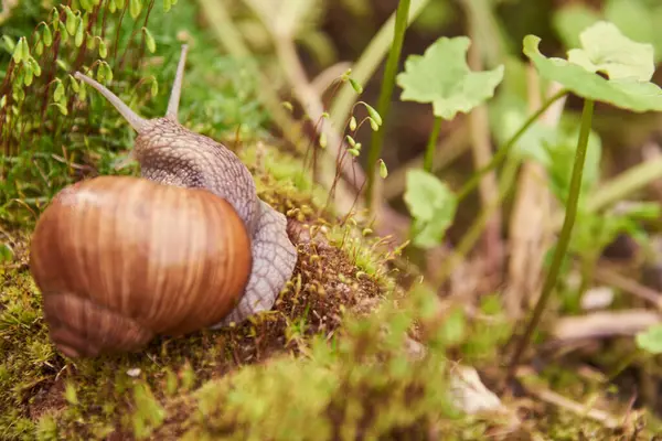 Caracol Grande Jardim Uma Pedra Fundo Embaçado — Fotografia de Stock