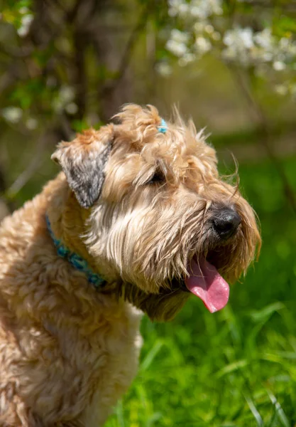 アイルランドのソフトコーティングされた小麦のテリア 桜を背景にしたふわふわの犬の肖像 — ストック写真