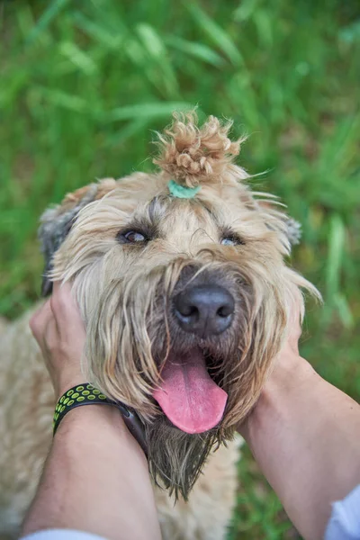 Irish Soft Coated wheaten terrier.Male hands hold the dog by the muzzle.
