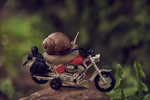 Eine Große Gartenschnecke Auf Einem Glänzenden Spielzeugmotorrad Auf Einem Felsen — Stockfoto