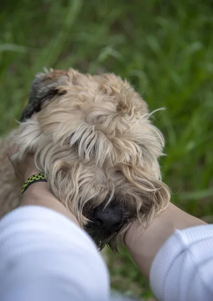 Irish Soft Coated wheaten terrier.Male hands hold the dog by the muzzle.